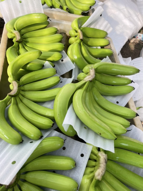Pisang Cavendish dari Vietnam from Vietnam